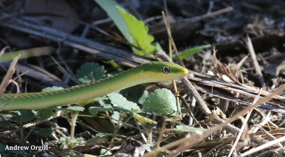 Rough Green Snake