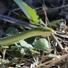 Rough Green Snake