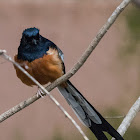 White-rumped Shama