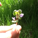 Ground ivy