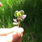 Ground ivy