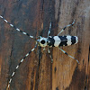 Banded alder borer (male)