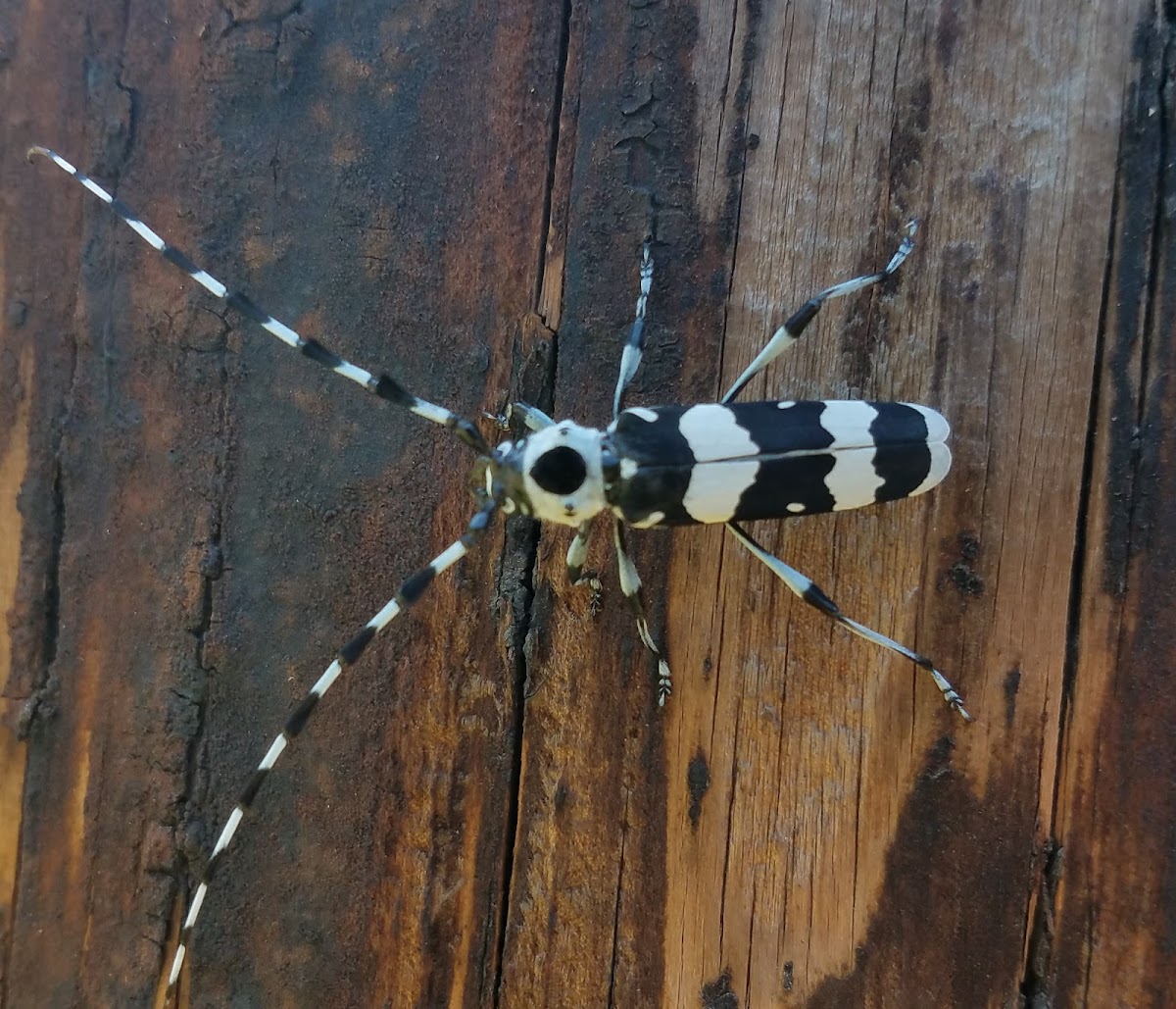 Banded alder borer (male)