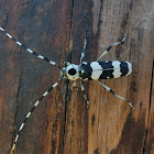 Banded alder borer (male)