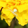 Flower Crab Spider