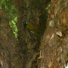 Blue-faced Honeyeater