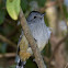 Variable Antshrike