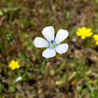 Pale Flax