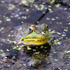 American Bullfrog