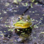 American Bullfrog