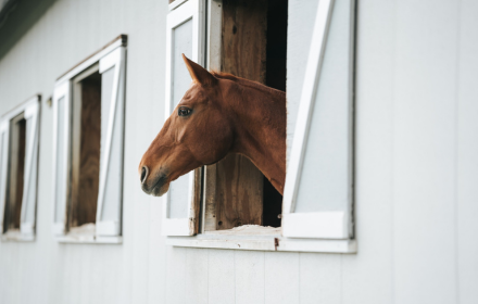 Stable small promo image