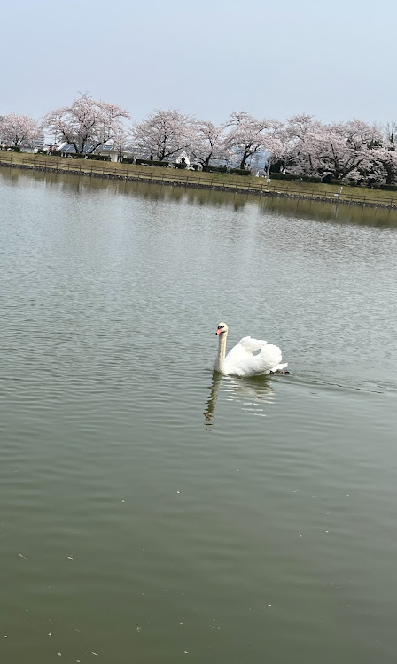 ヴォクシーの花見・艶の無い車・塗装DIYに関するカスタム事例の投稿画像6枚目