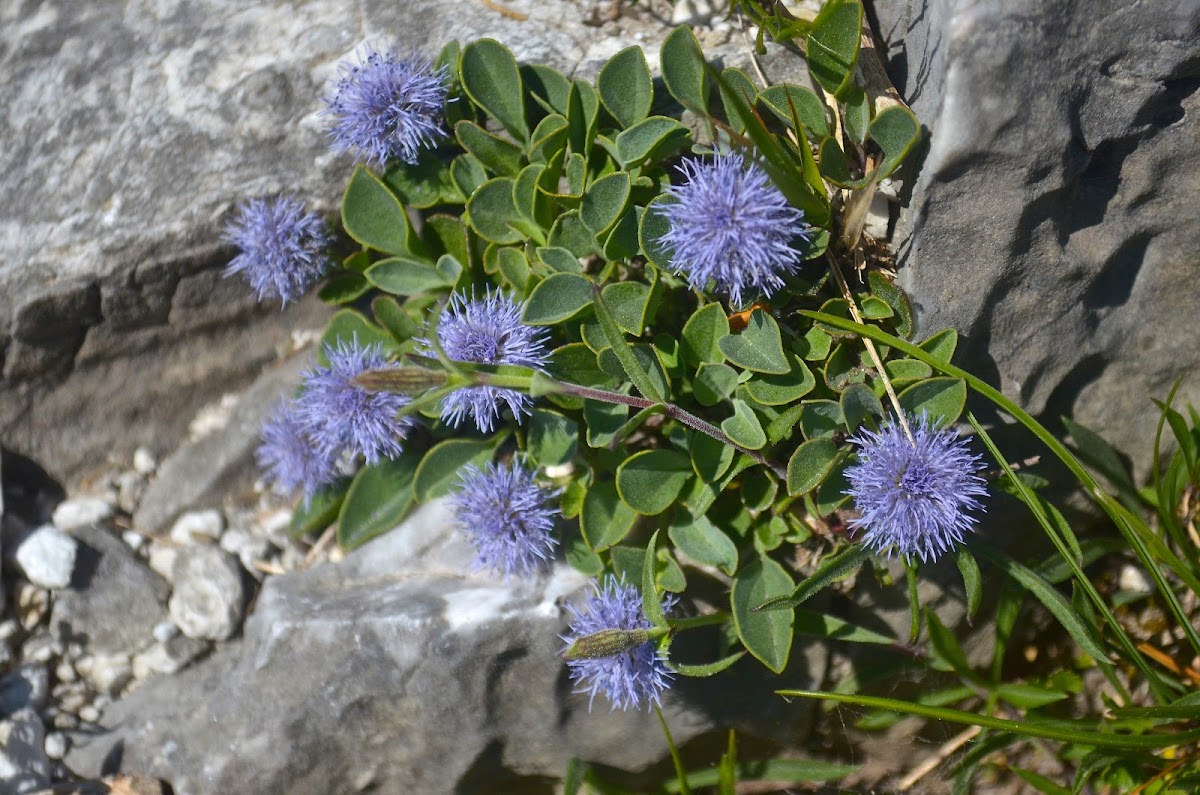 Globularia incanescens