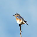 Eastern Bluebird