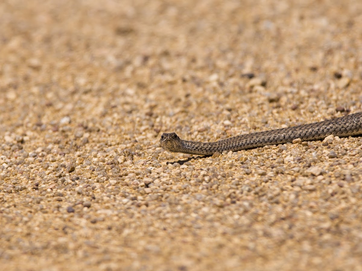 Cape Whip Snake