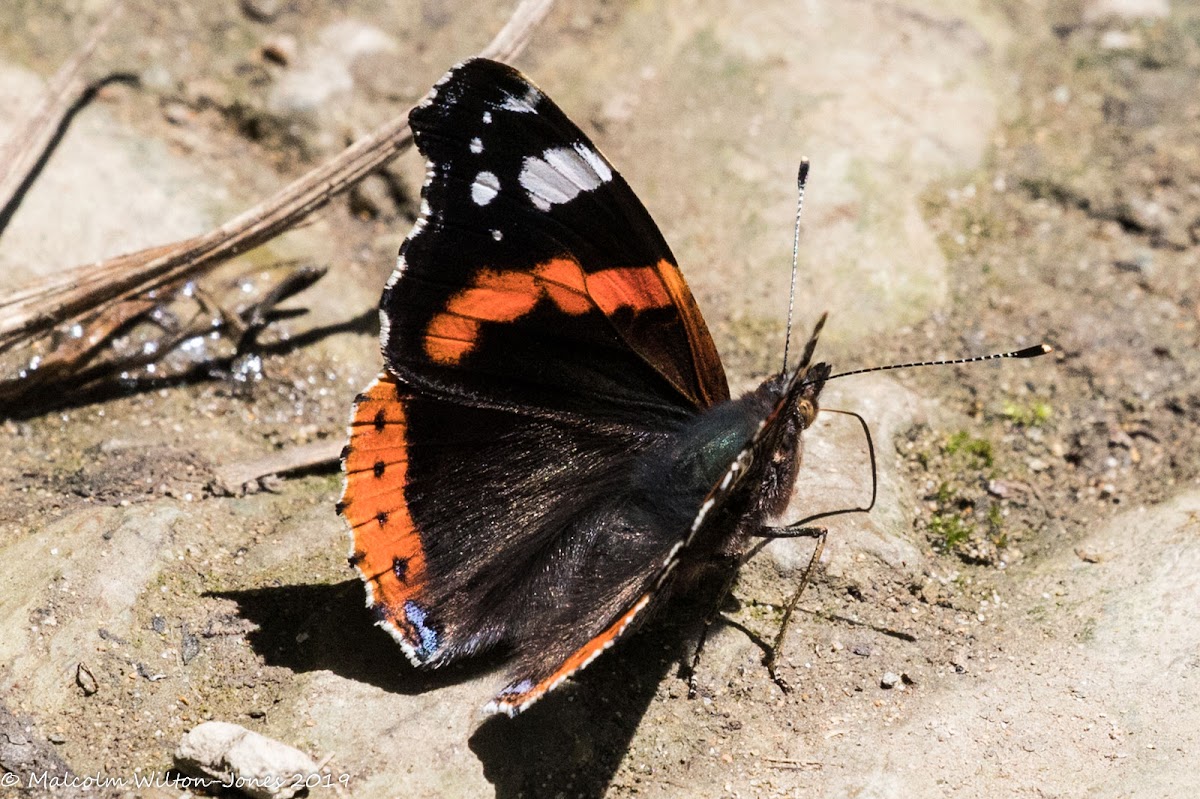 Red Admiral