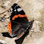 Red Admiral