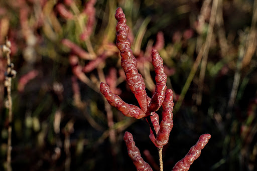 Salicornia ramosissima