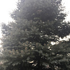 Blue spruce