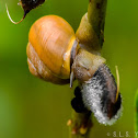 Grove snail