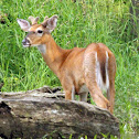 White-tailed Deer (Young Male; Buck)