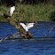 Great Egret