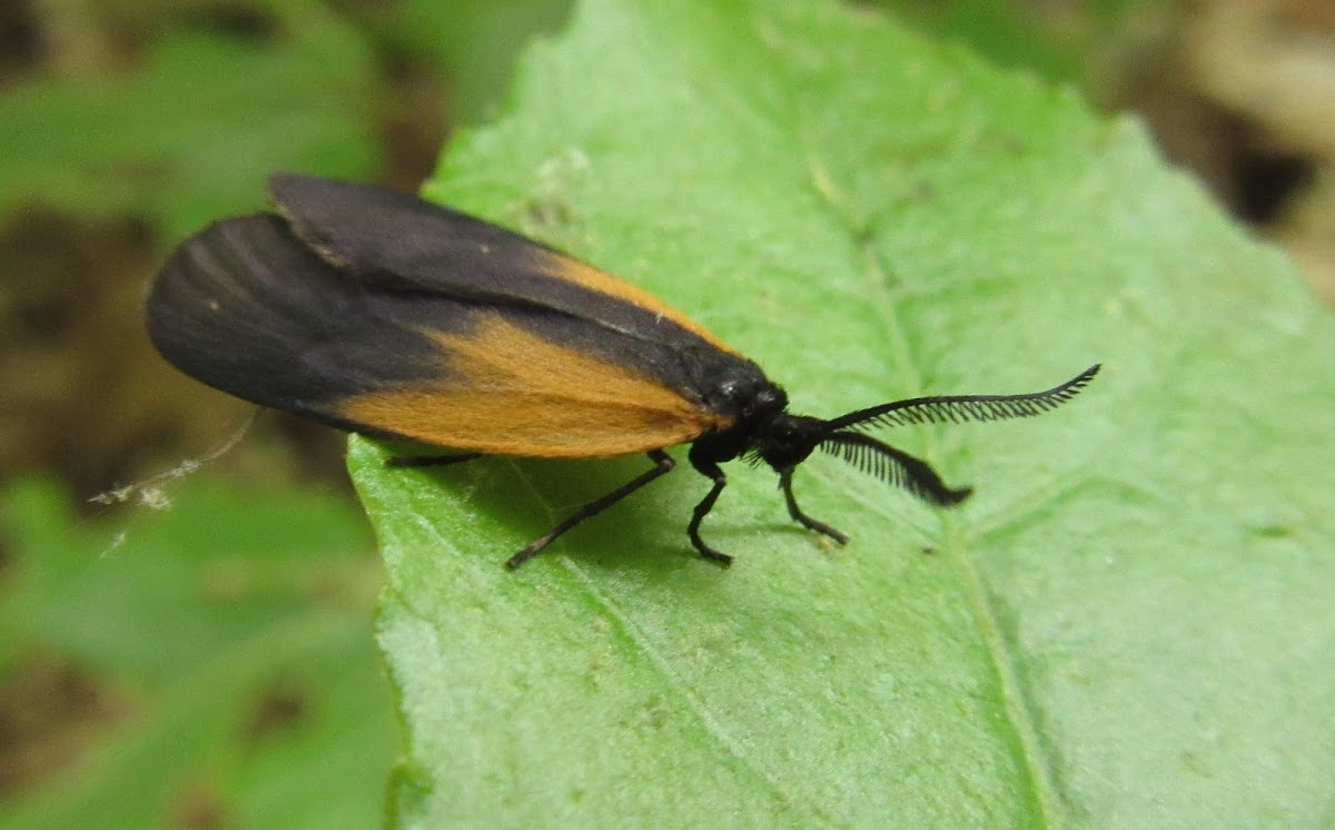 Orange-patched Smoky Moth