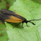 Orange-patched Smoky Moth