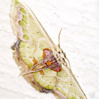 Geometrid Moth