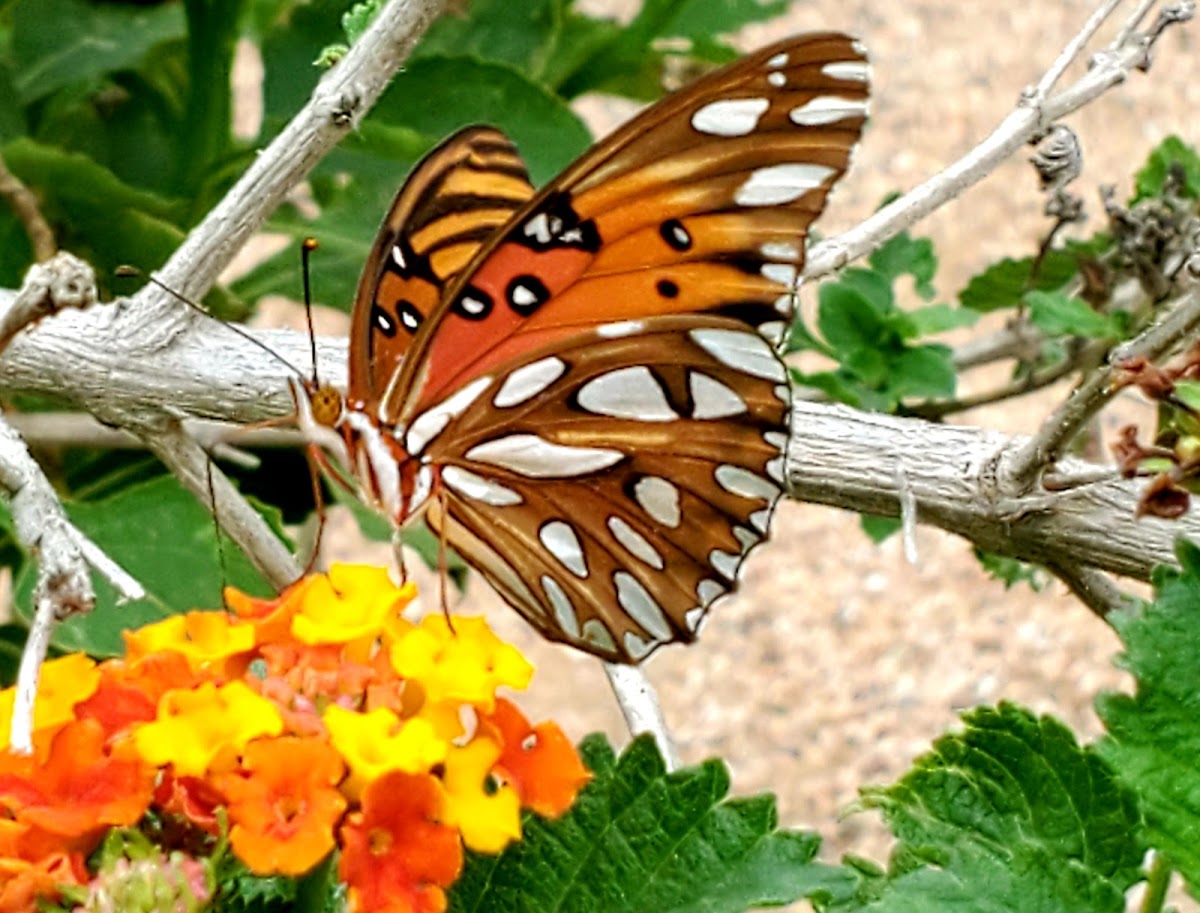 Gulf fritillary