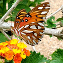 Gulf fritillary