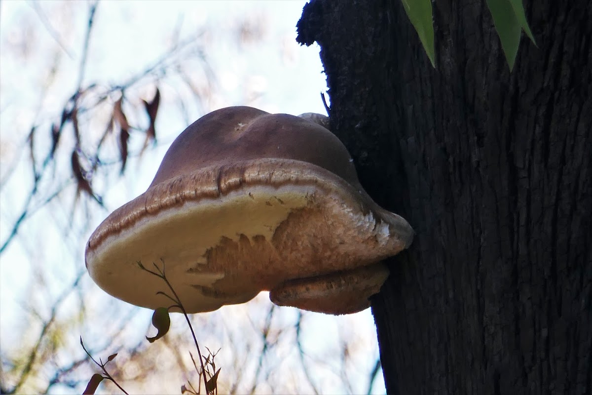 Horsehoof Fungus (post bushfire)