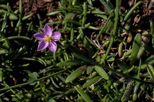 Spergularia rupicola