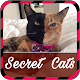 Download Secret World of Cats For PC Windows and Mac 1.0