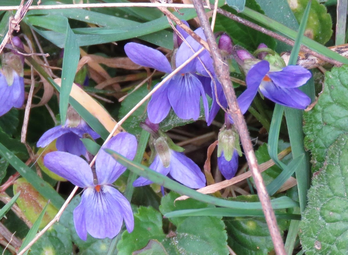 Wood Violet