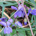 Wood Violet