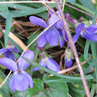 Wood Violet