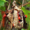 Rosary Pea