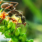 Bornean queenless ant