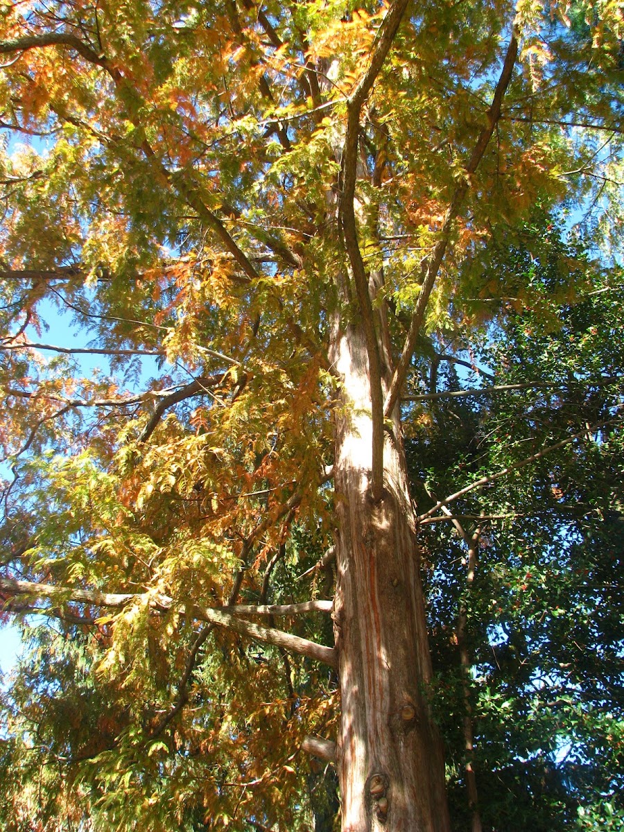 dawn redwood