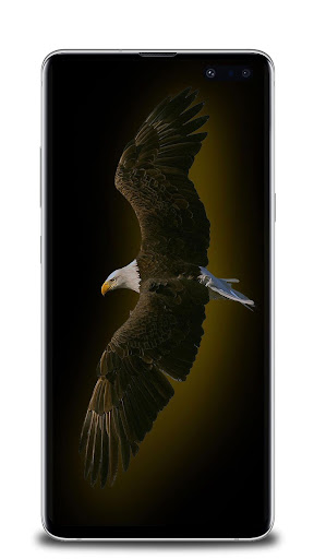 Eagle wallpaper
