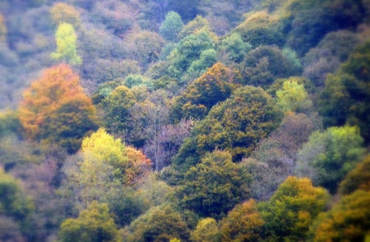 Acquarello autunnale di Oscuro