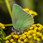 Sheridan's Green Hairstreak