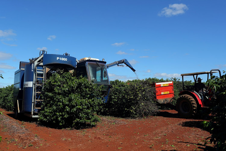 A harvesting machine harvests coffee in a plantation in the town of Sao Joao da Boa Vista, Brazil on June 6 2019. File Picture: REUTERS/Amanda Perobelli