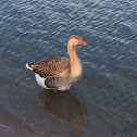 Lesser graylag goose