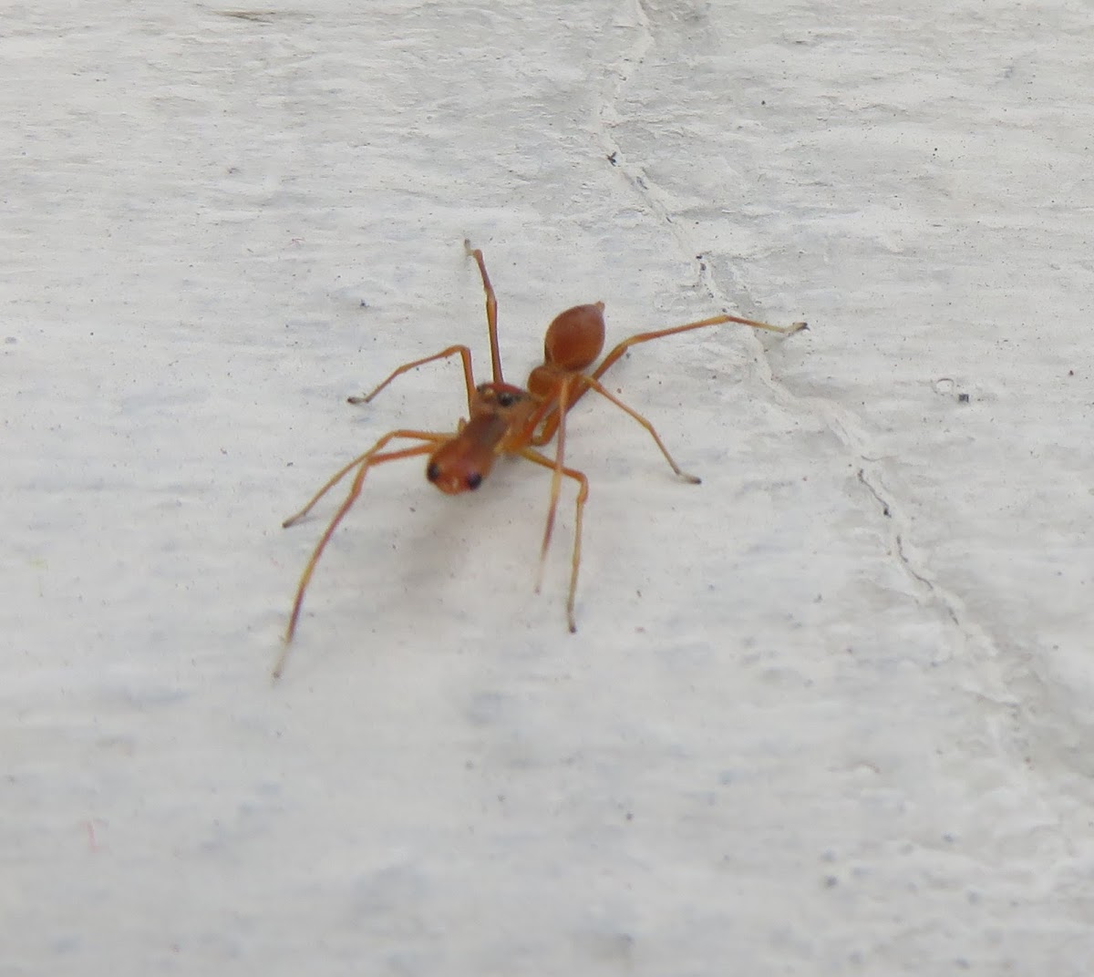 Weaver Ant mimic Spider - Male