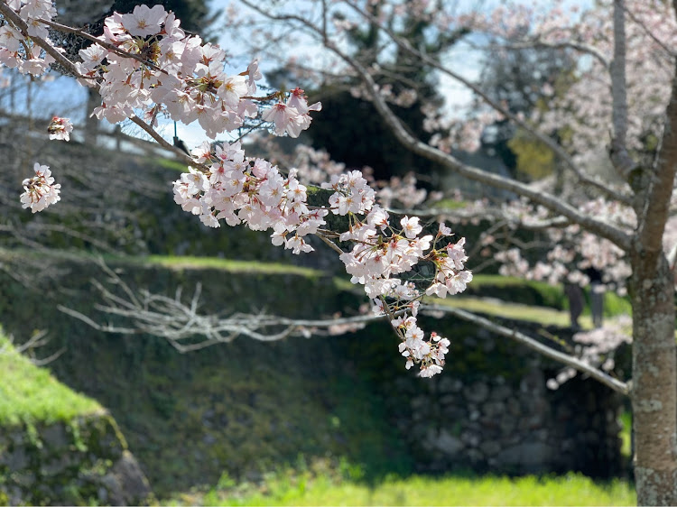 Eクラス セダンの桜と愛車・Eクラス・メルセデスベンツ・福岡・ドライブに関するカスタム事例の投稿画像8枚目