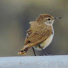 Rock Wren