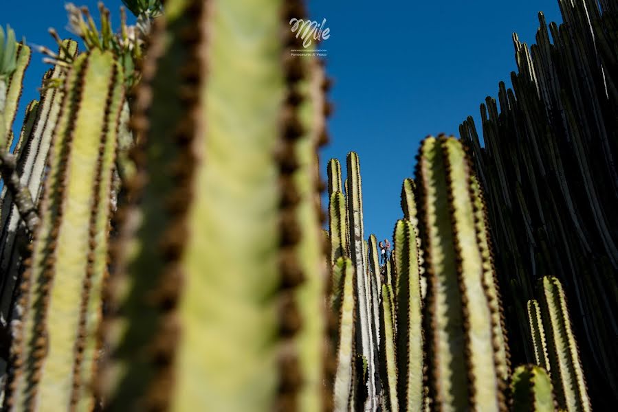 Wedding photographer Mile Vidic Gutiérrez (milevidicgutier). Photo of 3 February 2020