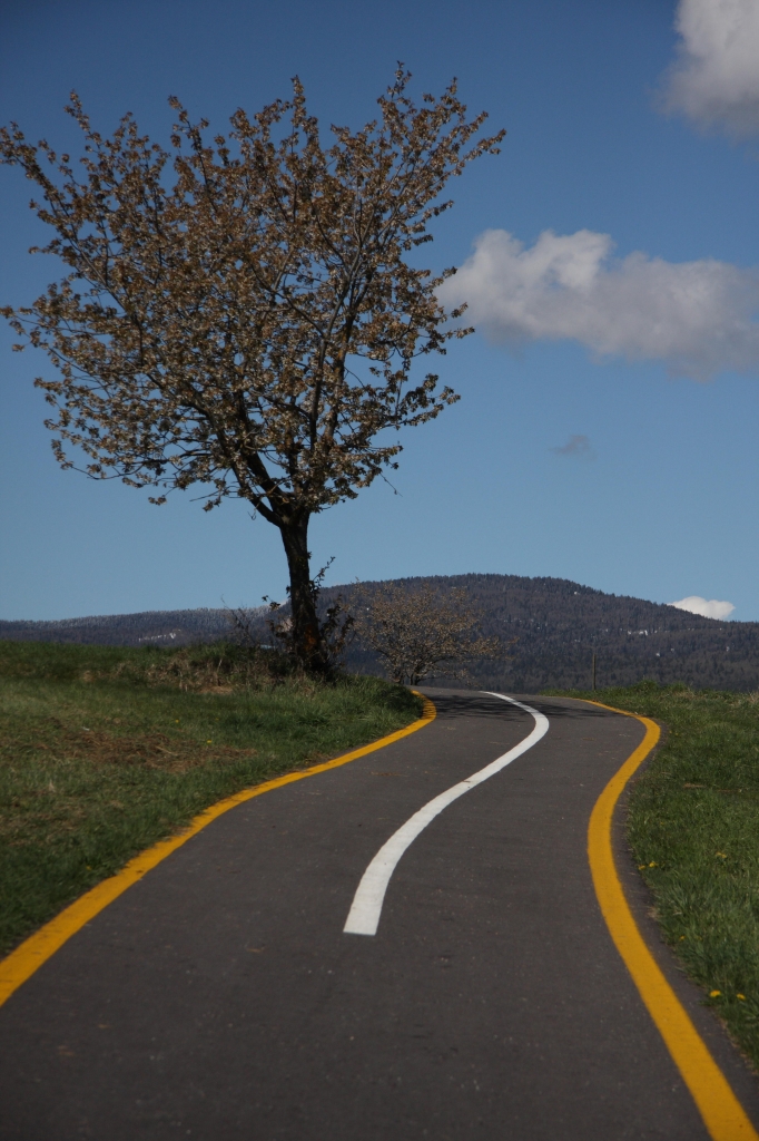 La strada dell'albero.... di vetiver